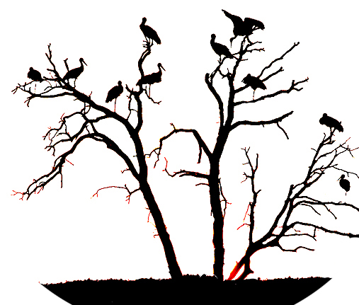 Animal In Tree